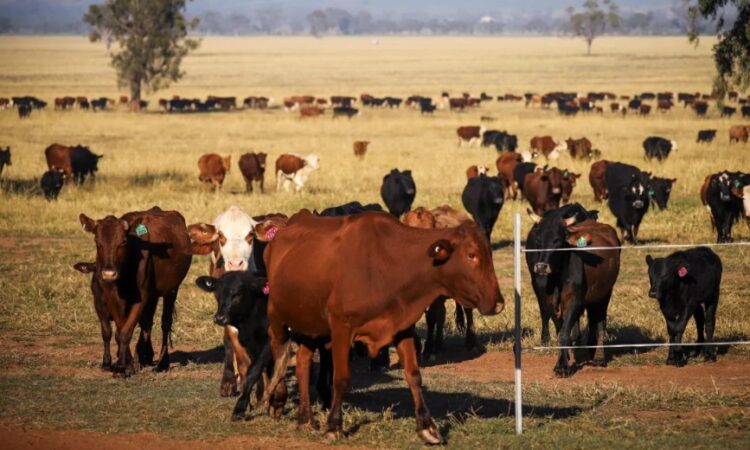 Cattle Australia