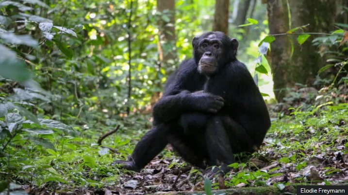 Chimpanzee Medicine