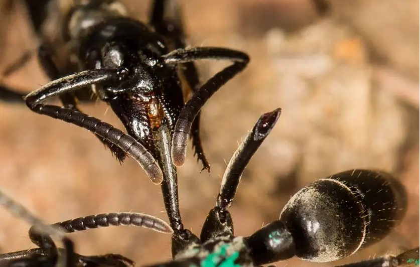 African Ant