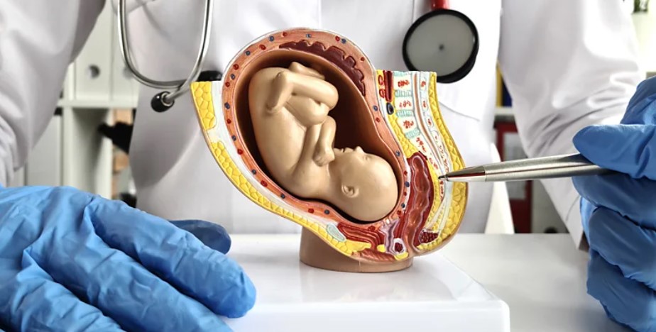 Artificial placenta