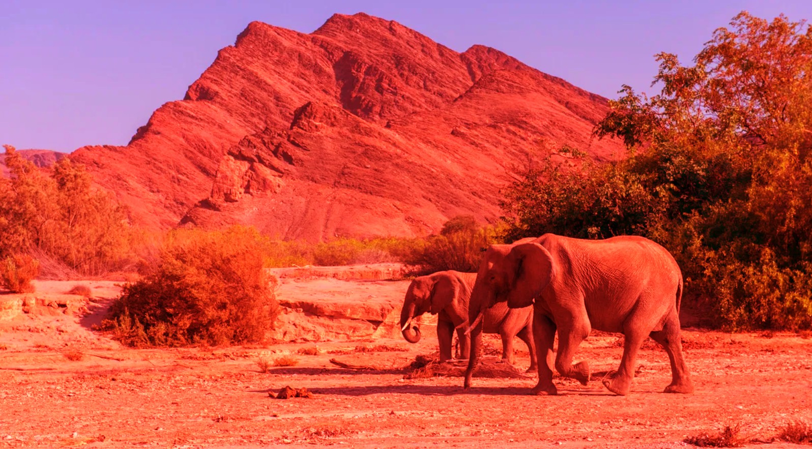 Elephants Namibia