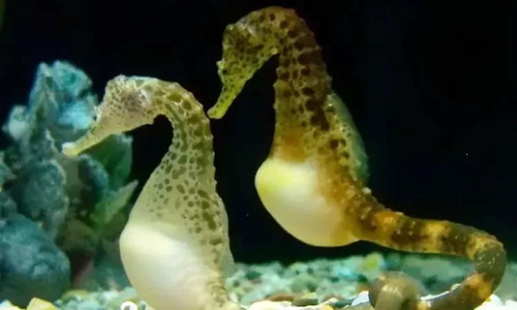 Male seahorse