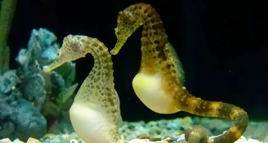 Male seahorse